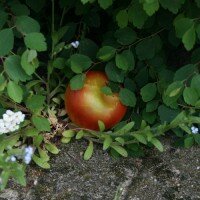 Geocaching Apfel Versteck