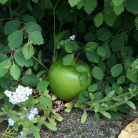 Geocaching Apfel Versteck - Grün