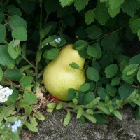 Geocaching Birne Versteck