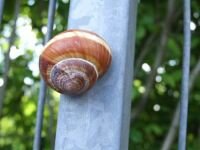 Schnecken-Versteck, magnetisch (Helix Pomatia Magnes)