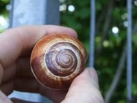 Schnecken-Versteck, magnetisch (Helix Pomatia Magnes)