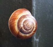 Schnecken-Versteck, magnetisch (Helix Pomatia Magnes)