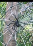 Gruselspinne im Netz