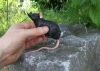 Fiese Grusel-Ratte, mit Geocaching Behlter (schwarz)