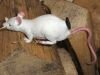 Grusel-Ratte, mit Geocaching Behlter (weiss)